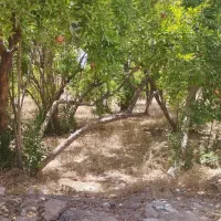 شرکت تعاونی کشاورزی  اریکه سبز یزد