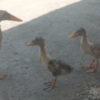 مرغ