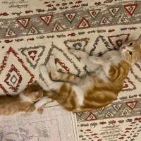 گربه dsh|گربه|کرج, گوهردشت|دیوار