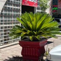 ۳ عدد گل سیکاس همراه با گلدان
