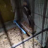 عروس هلندی ماده