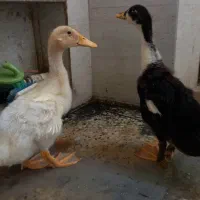 اردک