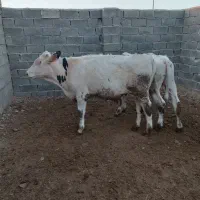 فروش گوساله نر