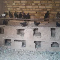 ۱۳ عدد کبوتر