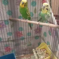 تعداد پرنده مرغ عشق