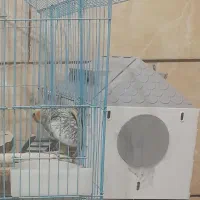 عروس هلندی سخن گو نر وماده