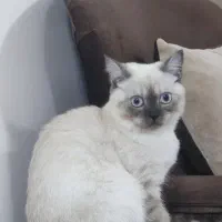 گربه ماده اسکاتیش