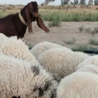 تکشاد مری نر