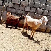 ۳عدد بز پاکستانی گوش بلند همراه با کهره