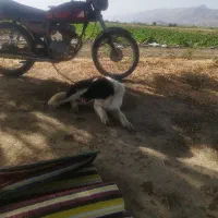 سگ نگهبان همه چی تمام