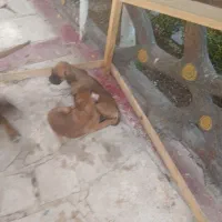 توله سگ باکسر اصل نژاد دار