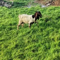 بز درجه یک