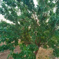اجاره باغ بادام