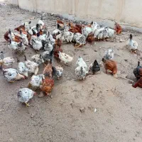 فروش نیمچه خروس جوان