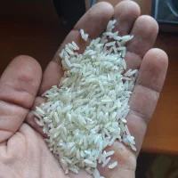 برنج فجربه شرط پخت