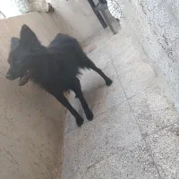 پامر بلک