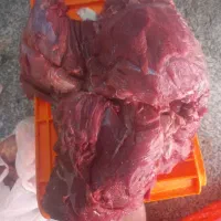 فروش و توزیع گوساله ماده (تلیسه)