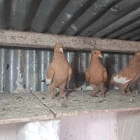 کبوتر ماده سرک