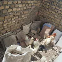 مرغ و خروس
