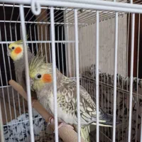 عروس هلندی