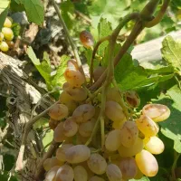 انگور عسکری