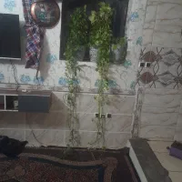 سلام نیاز به پول دارم سه گلدان هستن ۴ تومان فوری