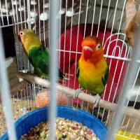 جفت کوتوله برزیلی