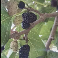 توت قرمز درجه یک