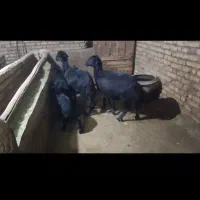 گوسفند قره قزل خالص با بره