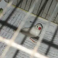 فنچ