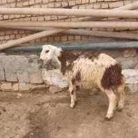 بره