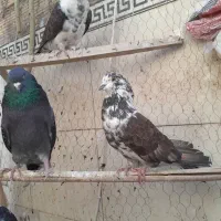 کود برای پسته و گردو و ‌...