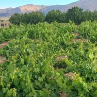 باغ|فروش زمین و ملک کلنگی|دورود, |دیوار