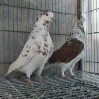 کبوتر گرگی شمرونی دهن جور