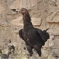 مرغ لاری