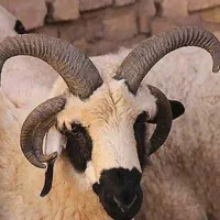 گوسفند بره تازه از دهات رسیده