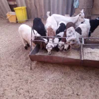 بره شیری ریز زل خوراک خور کامل چهارعدد نر یکی ماده
