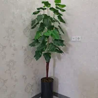 درختچه
