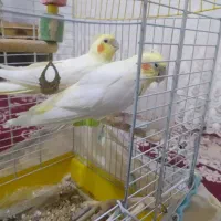 عروس هلندی