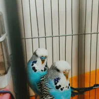 مرغ عشق انگلیسی گرید A