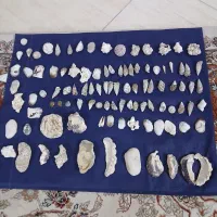 صدف|بدلیجات|آمل, |دیوار