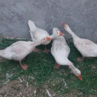 یک جفت غاز نرو ماده