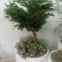 گل بنسای پرنده بهشتی
