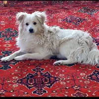 سگ خوشگل زیبا