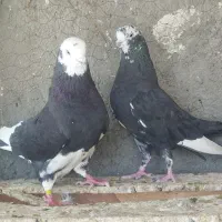 جفت ابلغ پرش سنگین همه چی تموم