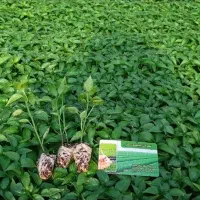 نشا گوجه خیار فلفل بادمجان ملون لوبیا سبز