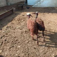 2تا گوسفند ماده و2عدد بز ماده