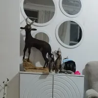 جاکفشی