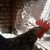 مرغ و خروس آمریکایی