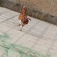 خروس|حیوانات مزرعه|گهواره, |دیوار